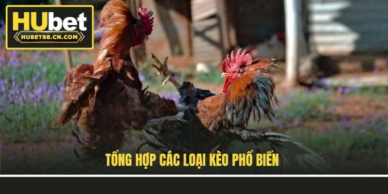 Tổng hợp các loại kèo phổ biến Tổng hợp các loại kèo phổ biến